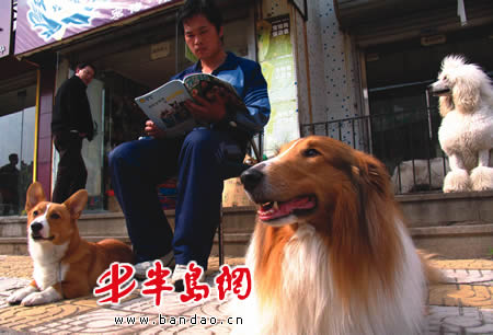 宠物家教悄现青岛|青岛|半岛网