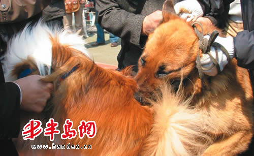 黑盖死死咬住了牧羊犬